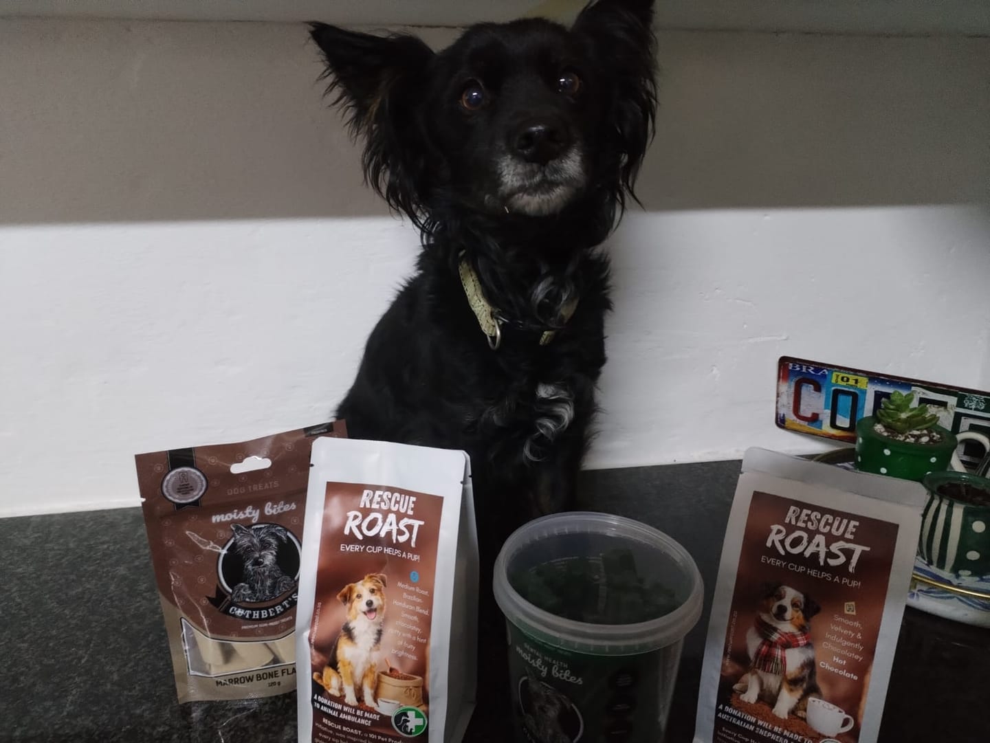Customer photo review of Hot Chocolate - Australian Shepherd SA Rescue Org