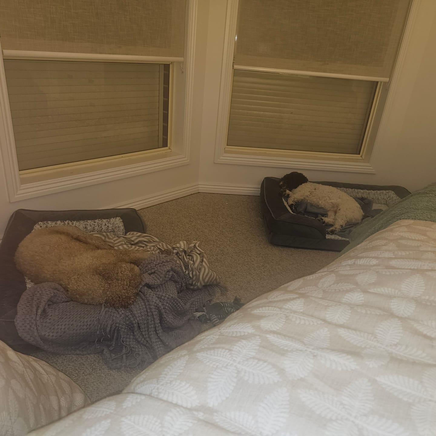 Customer photo review of Orthopedic Memory Foam Dog Bed
