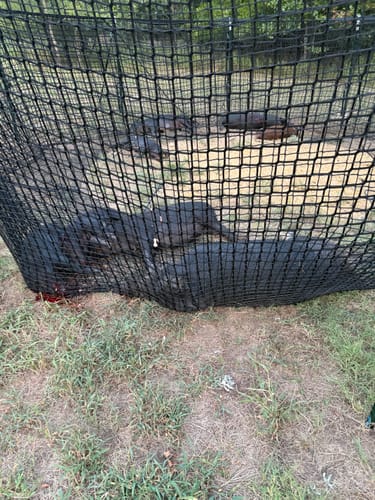 Customer photo review of Pig Brig Trap System