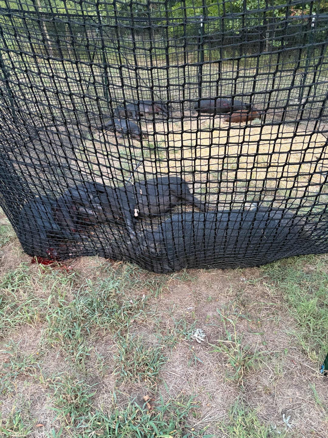 Customer photo review of Pig Brig Trap System