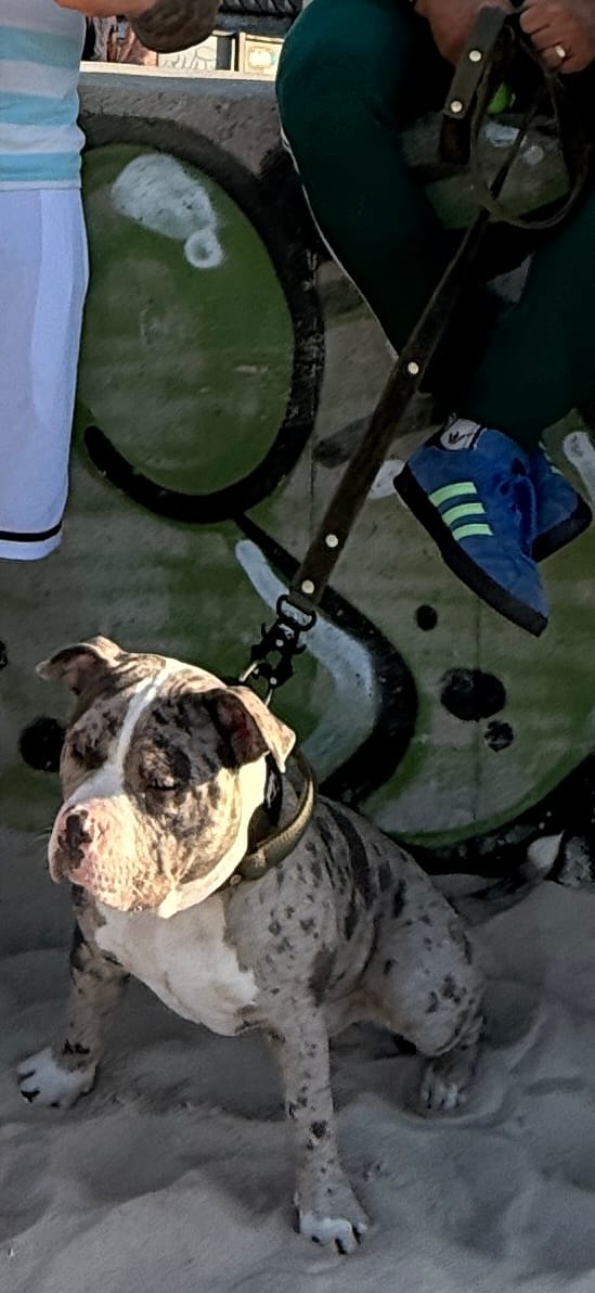 Customer photo review of Smycz z dodatkową rączką - Guard Leash Golden Edition Khaki