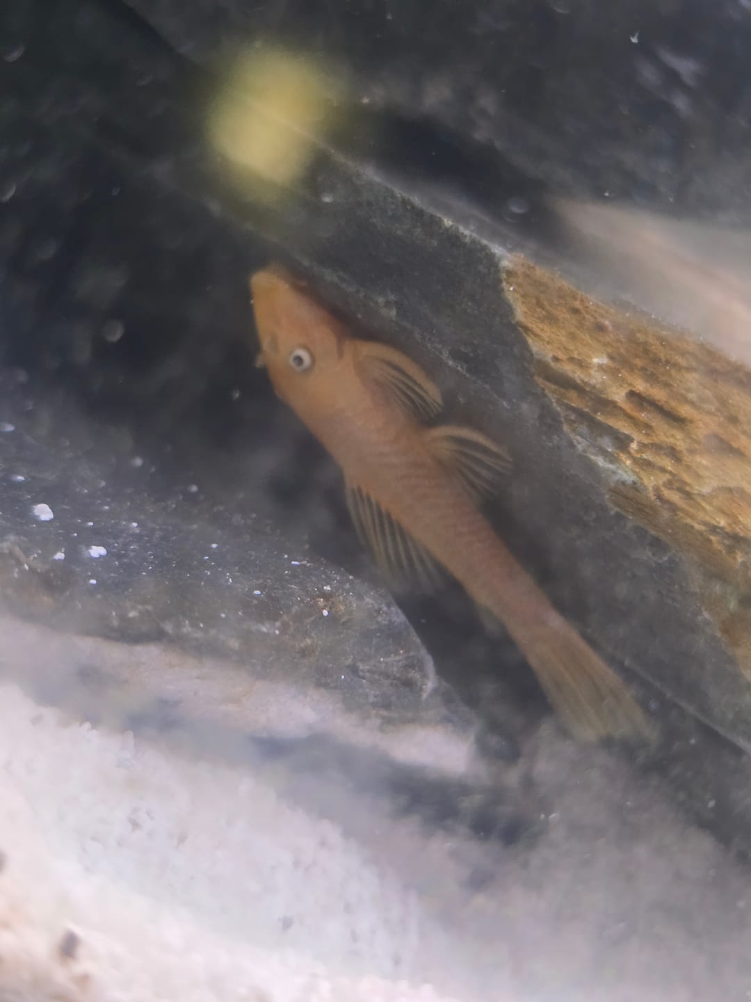 Customer photo review of L144a Blue Eye Lemon Bristlenose Pleco (2 Inches) "NEW"