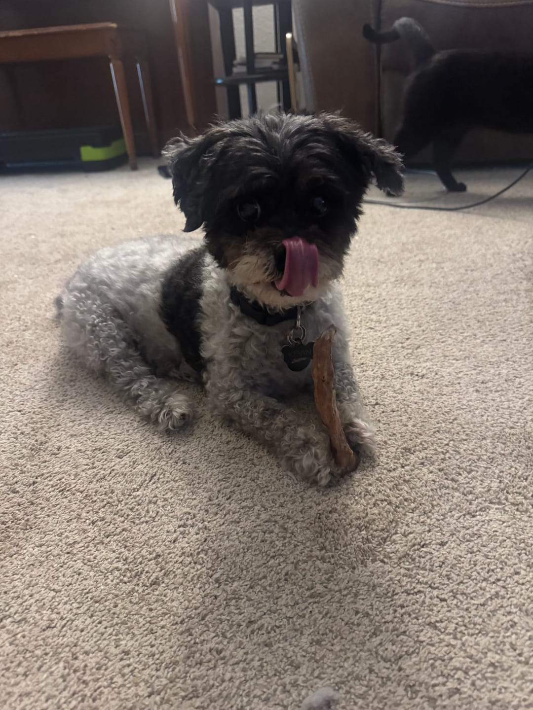 Customer photo review of Ostrich Runner (5" x 1.5"): The Flavorful & Long-Lasting Chew for Small to Medium Dogs - 2 Pieces