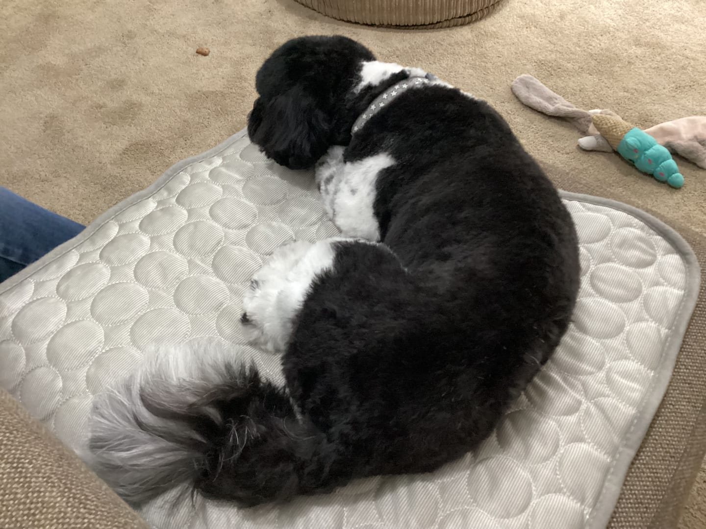 Customer photo review of The Ultimate Cooling Pet Mat
