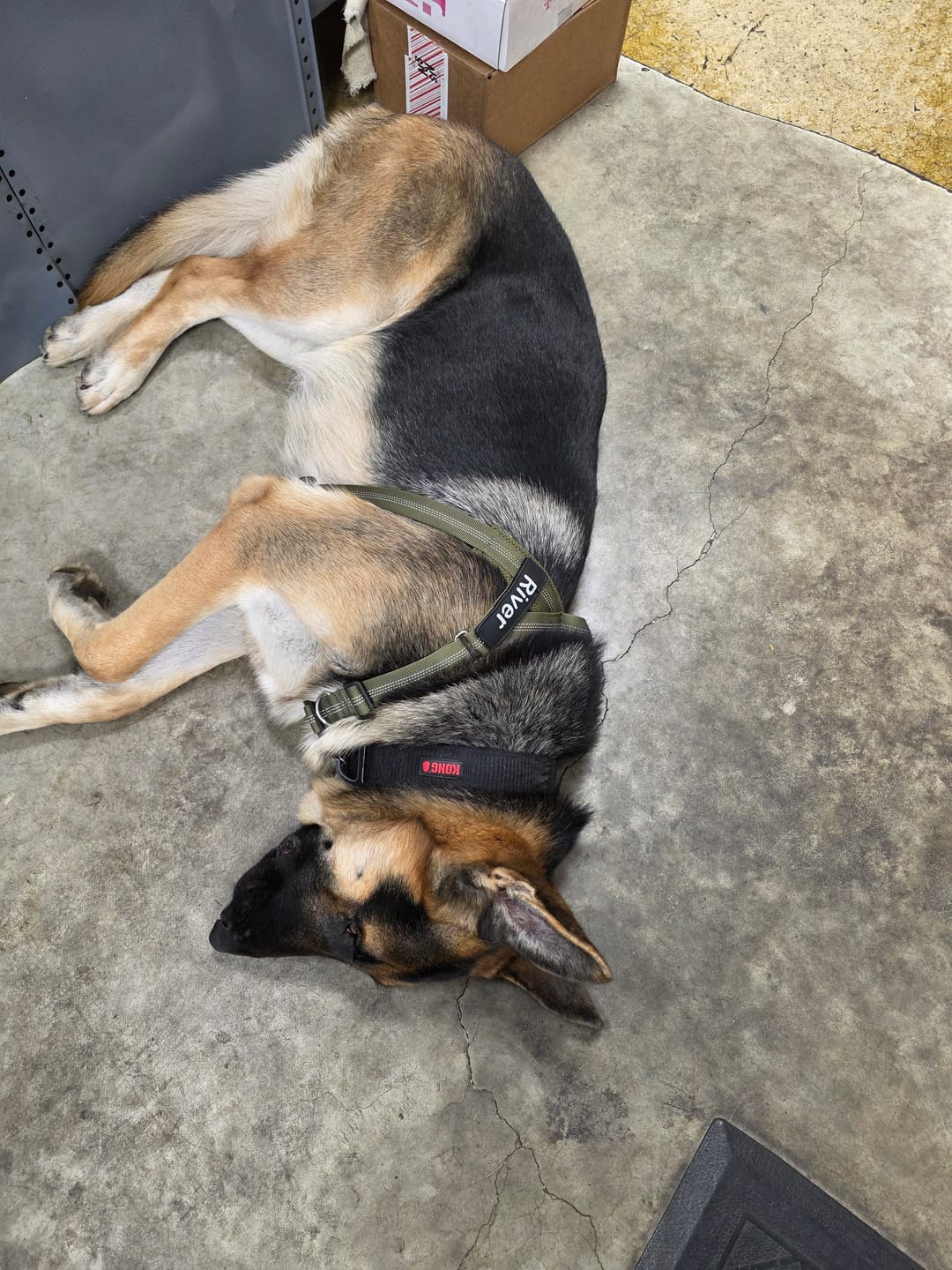 Customer photo review of Personalized No-Pull Dog Harness