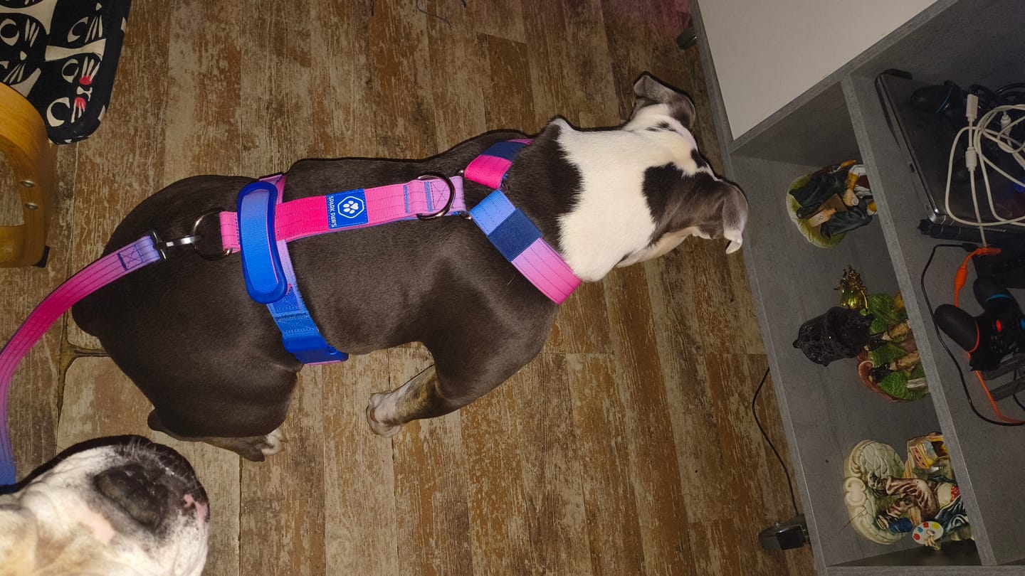 Customer photo review of Leash and Poop Bag Holder Set