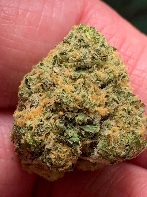 Customer photo review of Biscotti THCA Flower (Budget)