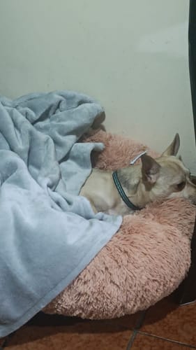 Customer's dog Bingo resting comfortably in the round, pink Cama Antiestrés para Perros, partially covered by a blanket.