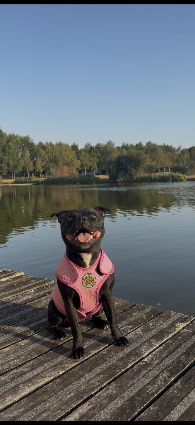 Customer photo review of Staffordshire Bull Terrier 1935® Cooling Vest - Baby Pink
