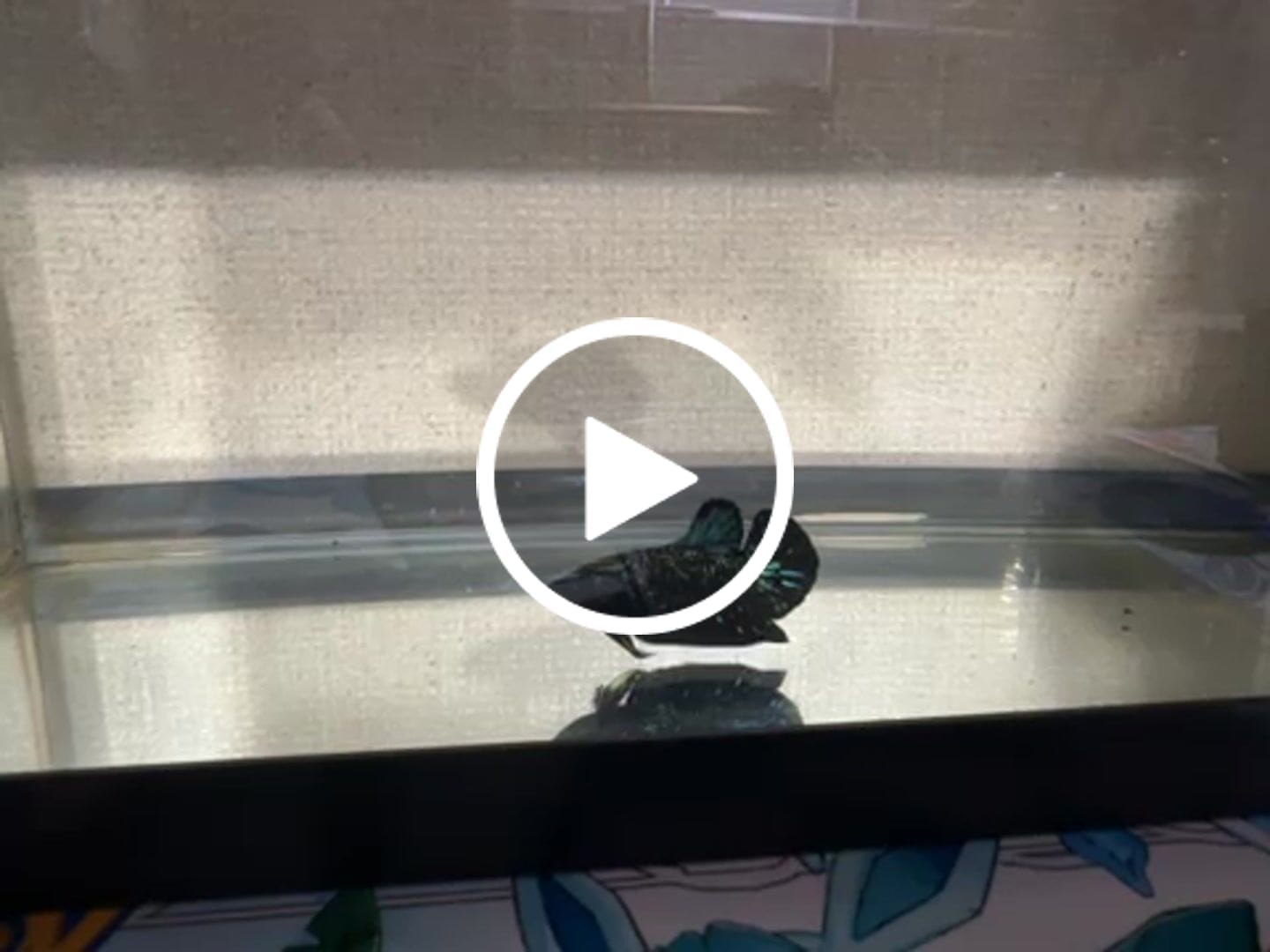 Customer video review of Rare Nebula Gold Betta Fish (Male)