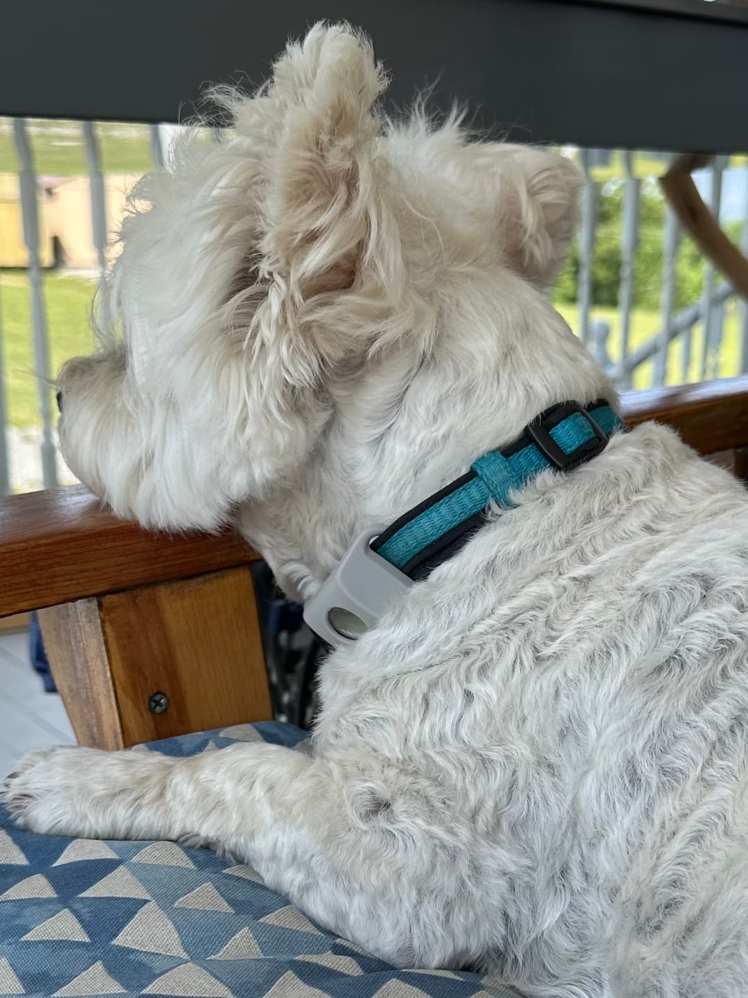 Customer photo review of FurLife™ - 12 Months All Natural Flea and Tick Tags for Dogs