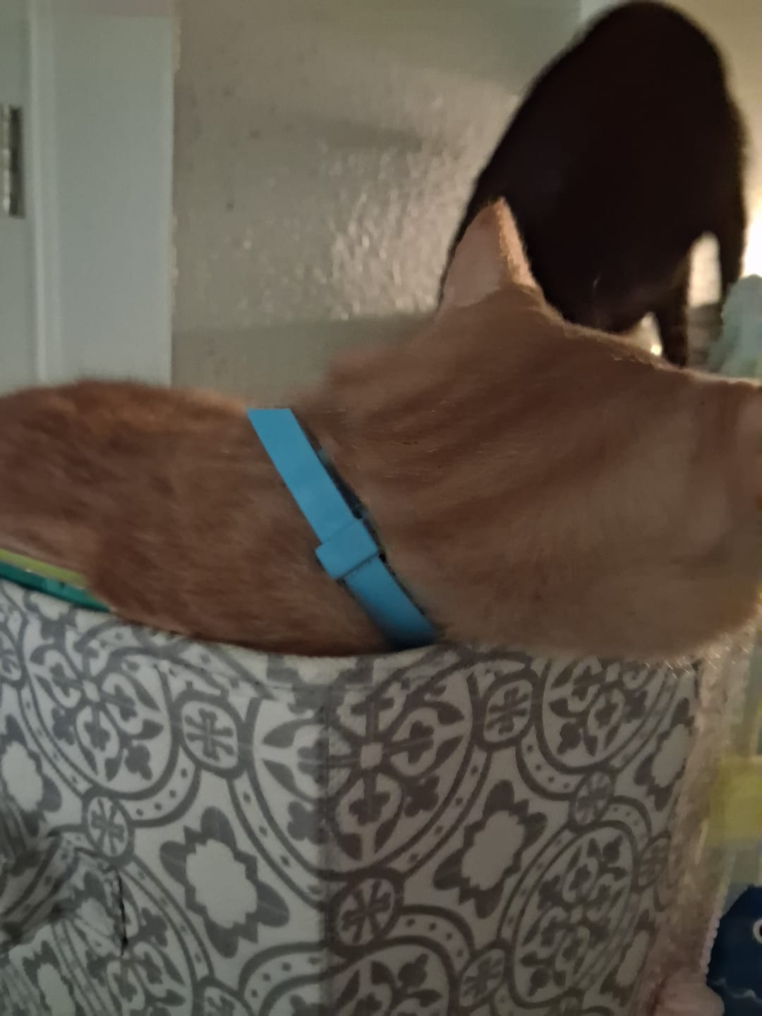 Customer photo review of FurLife™ - 8 Months All Natural Flea and Tick Collar for Cats