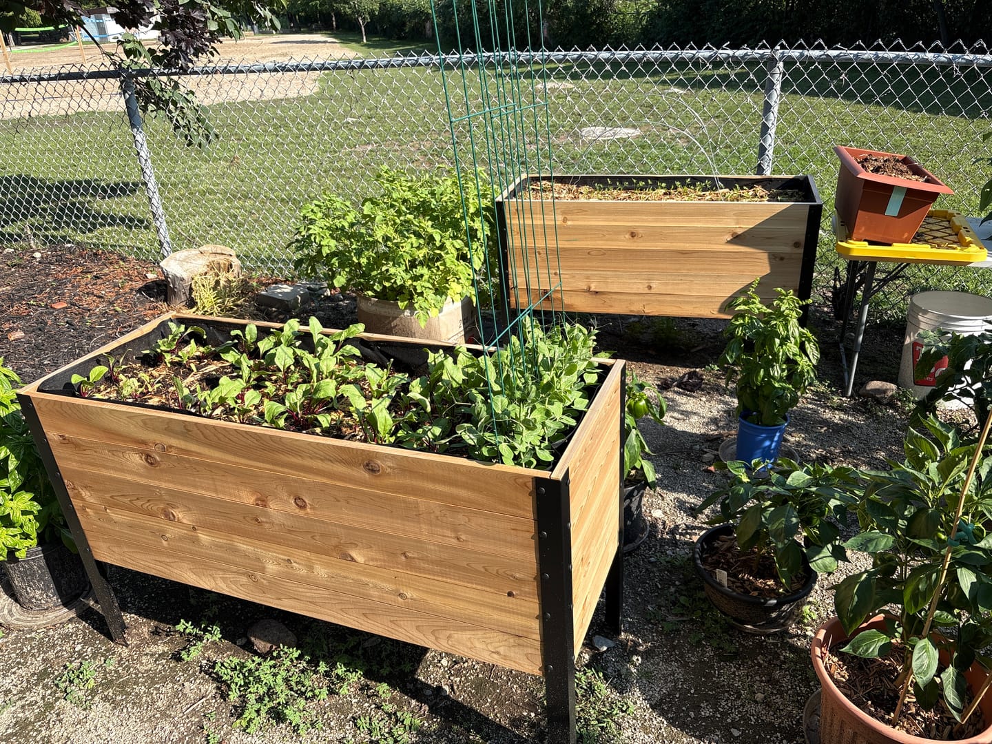 Customer photo review of The Great Canadian Garden Duo