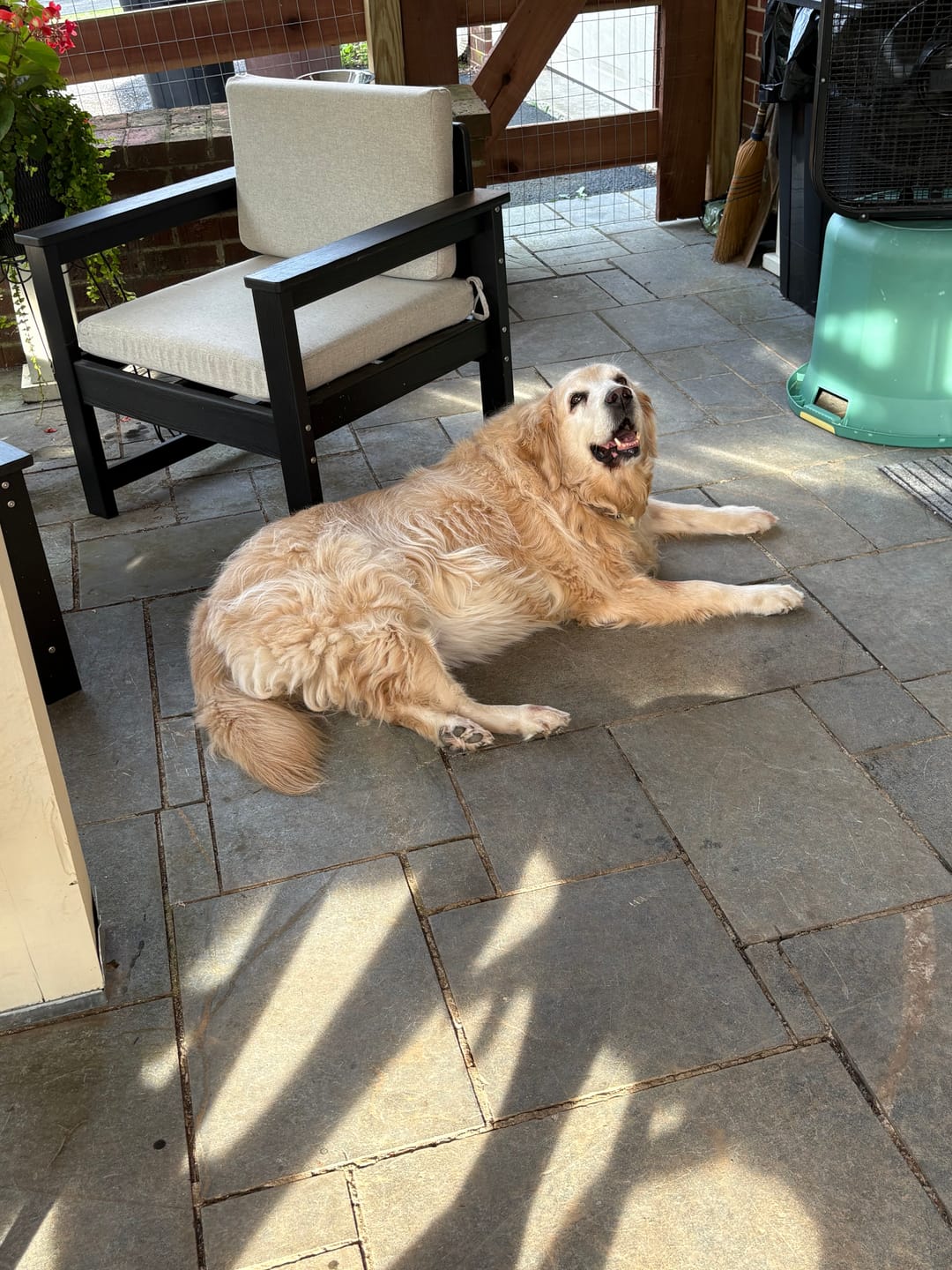 Customer photo review of Tucker's Gold 1000MG