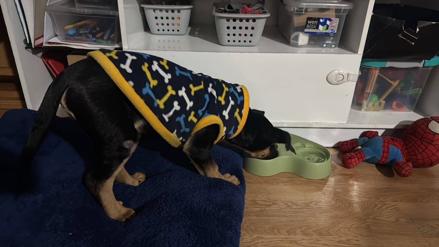 Customer photo review of PetFamily Foods Cachorros