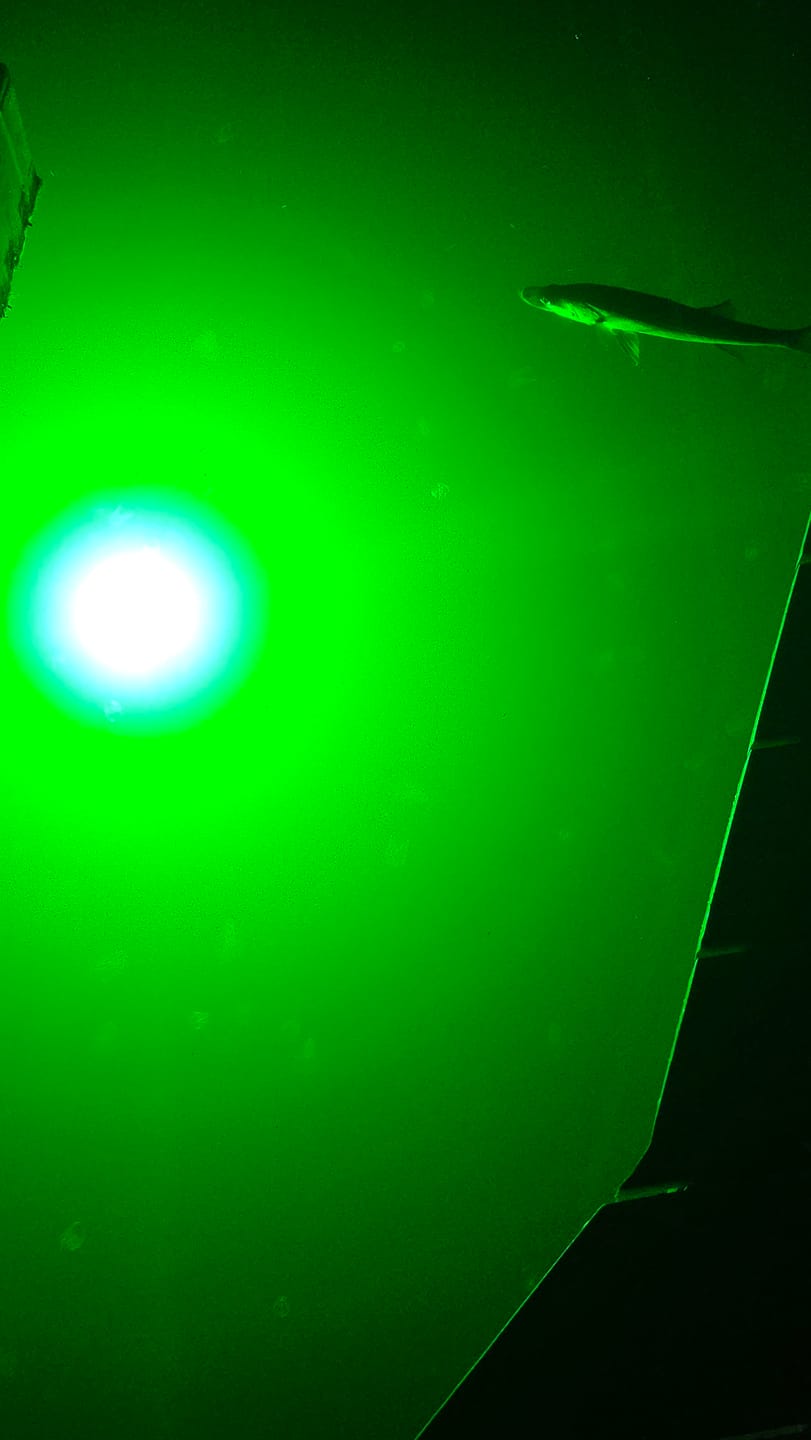 Customer photo review of Sea Floor Dock Light-Green-SF200G