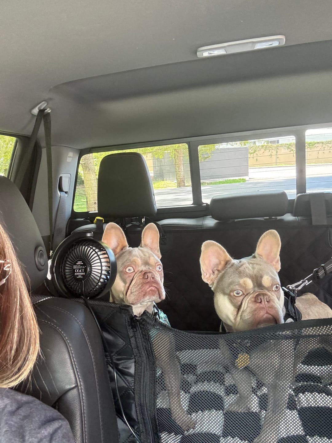 Customer photo review of Team K9® Backseat Dog Cooling Fans (USB-A)