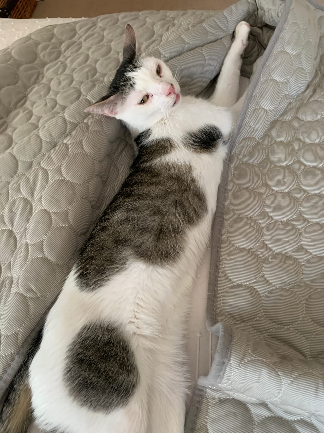 Customer photo review of The Ultimate Cooling Pet Mat