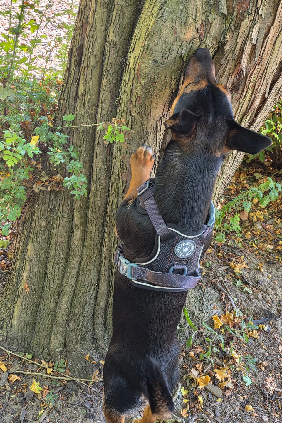 Customer photo review of Trail & Glow Tweed Dog Harness - Colour Drops - Charcoal Tweed