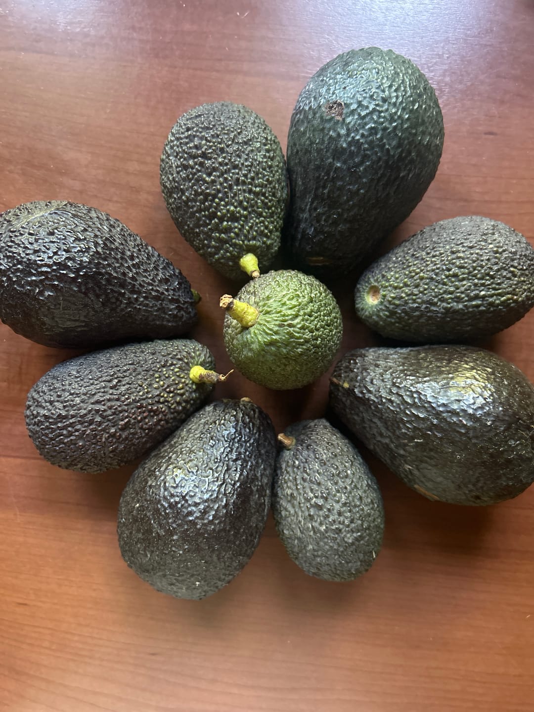 Customer photo review of Avocado Hass & Lamb Hass 15 Monate baumgereift von Julian