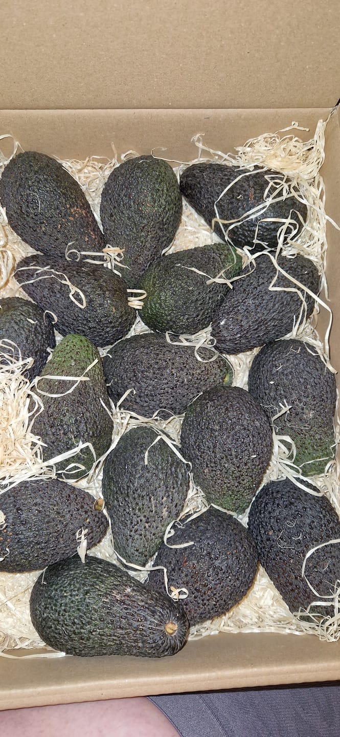 Customer photo review of Avocado Hass 15 Monate baumgereift von Julian