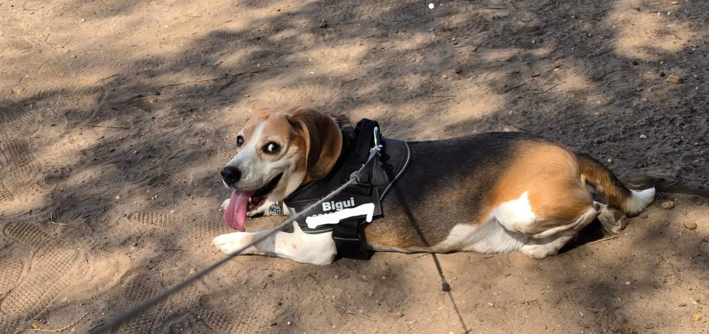 Customer photo review of PawGuard - Gepersonaliseerd Hondentuigje