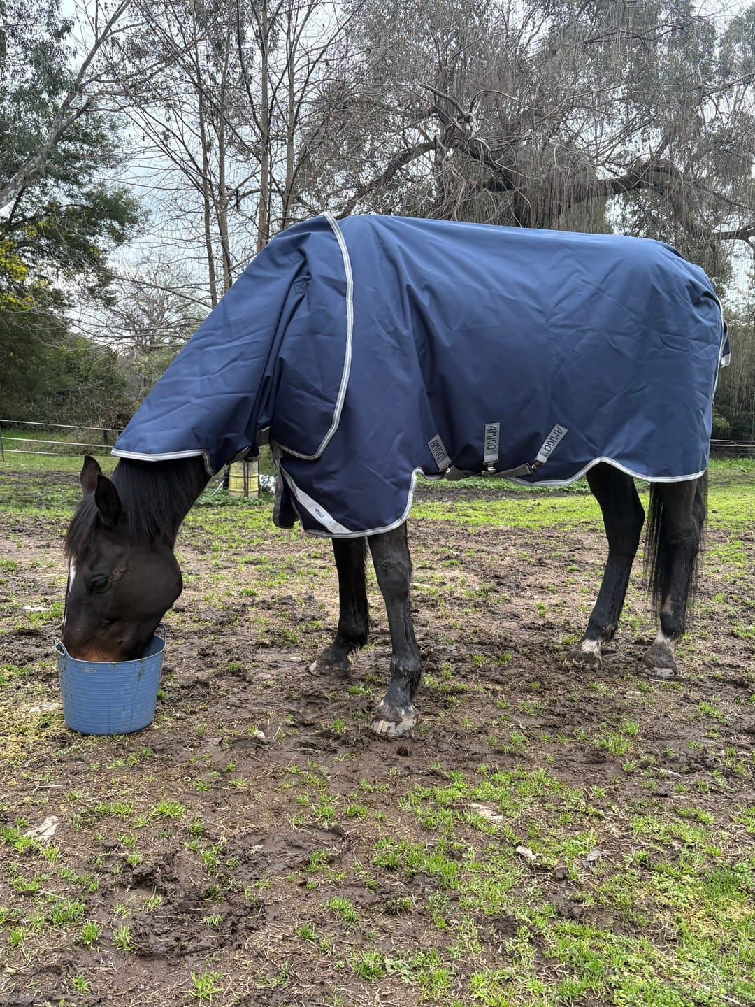 Customer photo review of Amigo 1200D Plus Turnout 100g