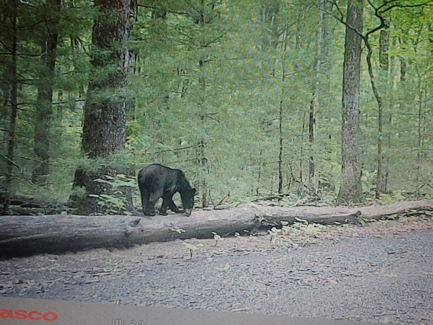 Customer photo review of 4 for $50! - Tasco 12MP with Low Glow Infrared Flash Trail Camera