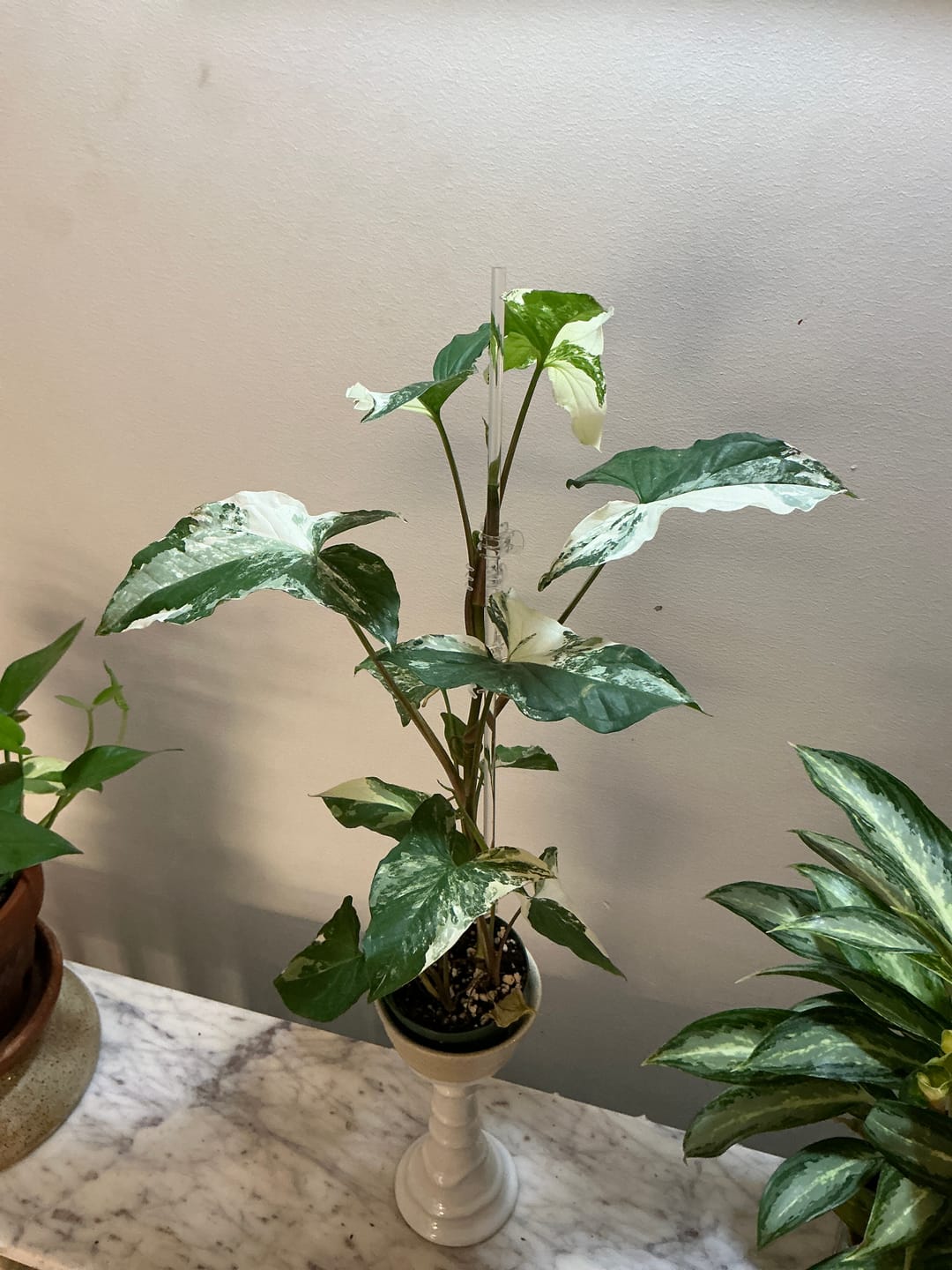 Customer photo review of Syngonium podophyllum albo variegata