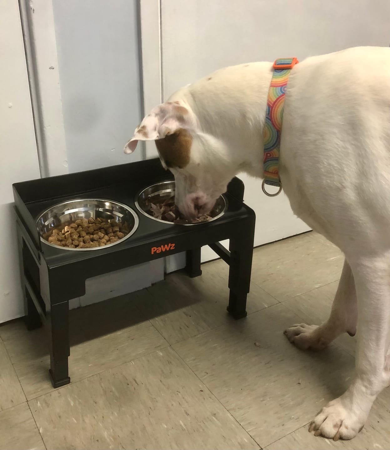 Customer photo review of Elevated Dog Bowls Pet Feeder 6 Height Adjustable Raised Food Water Large
