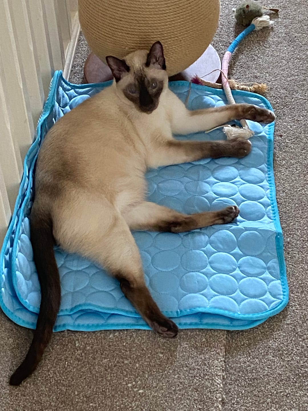 Customer photo review of The Ultimate Cooling Pet Mat