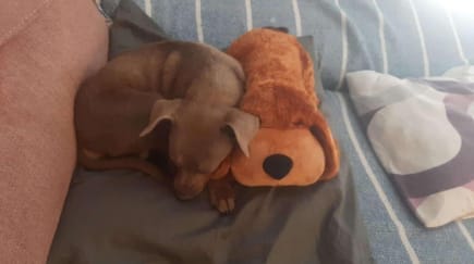 Customer photo review of Herzschlag-Kuscheltier