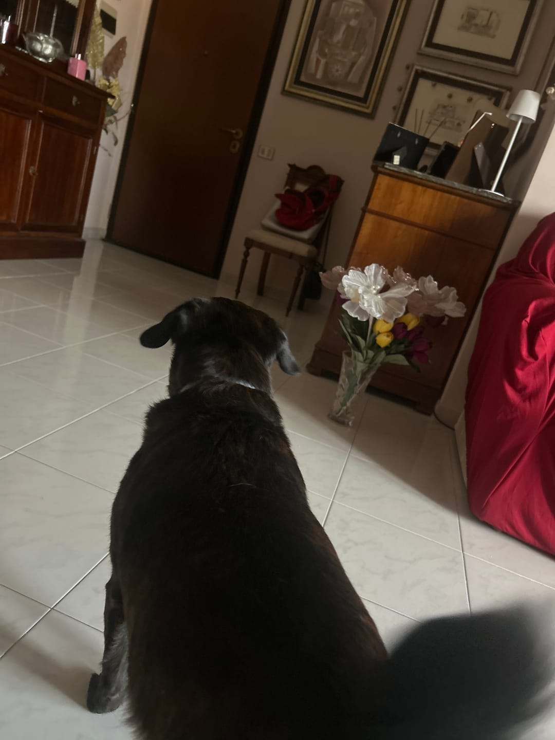Customer photo review of SERESTO CANI +8 Kg - Liberati di Pulci e Zecche Per 8 Mesi!
