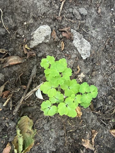 Customer photo review of Wilde akelei - Aquilegia vulgaris 'Black Barlow'