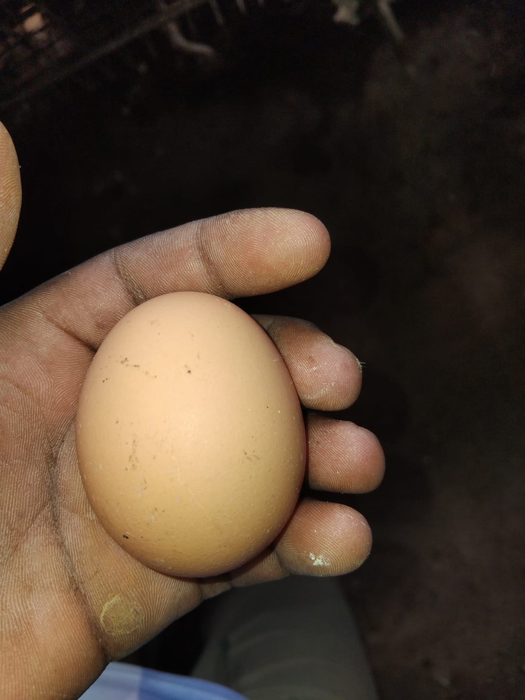 Customer photo review of Avi Layer & Breeder (Fertility, Egg Quality & Skeletal Support for All Birds)