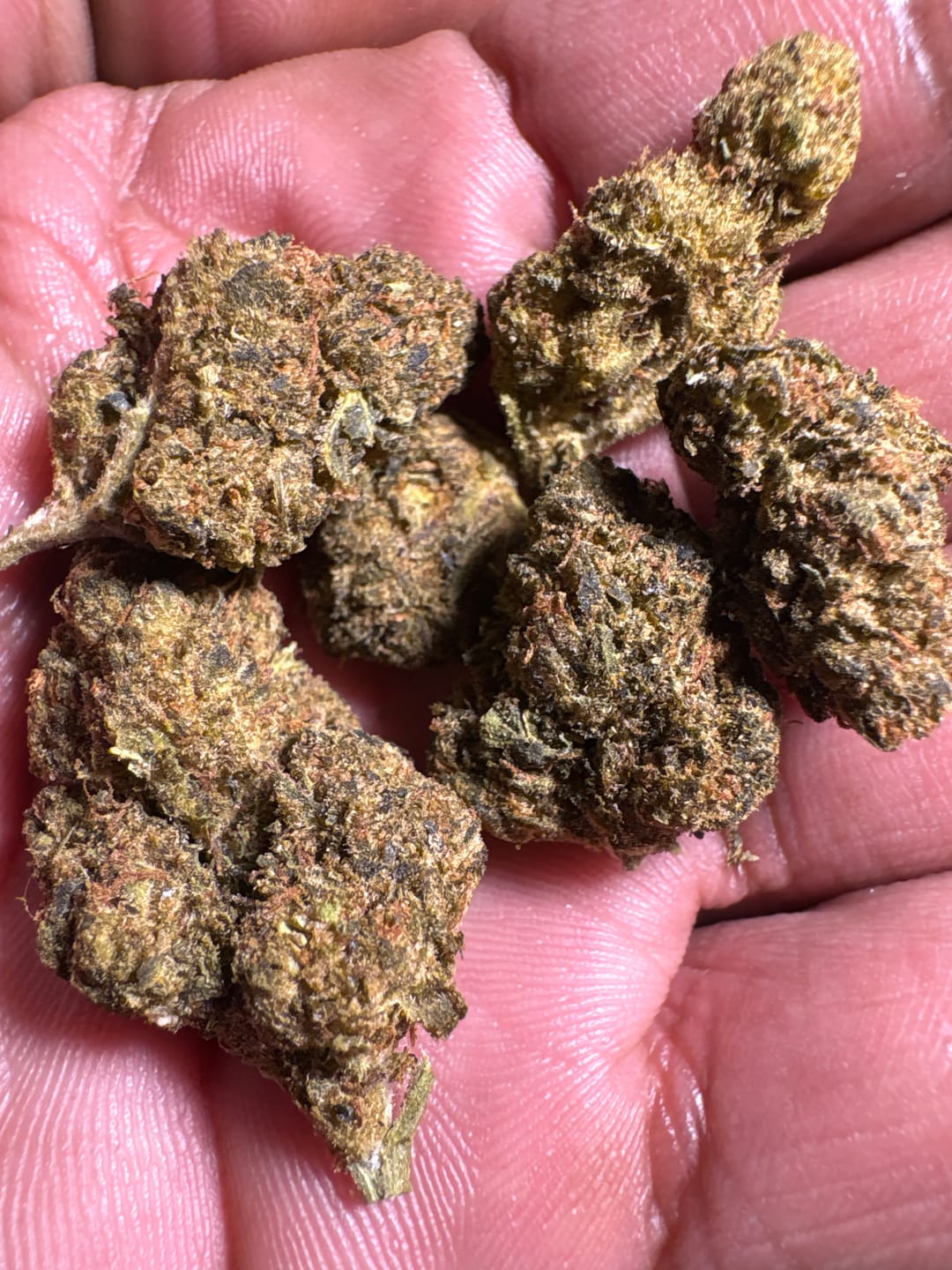 Customer photo review of Double Runtz - Greenhouse