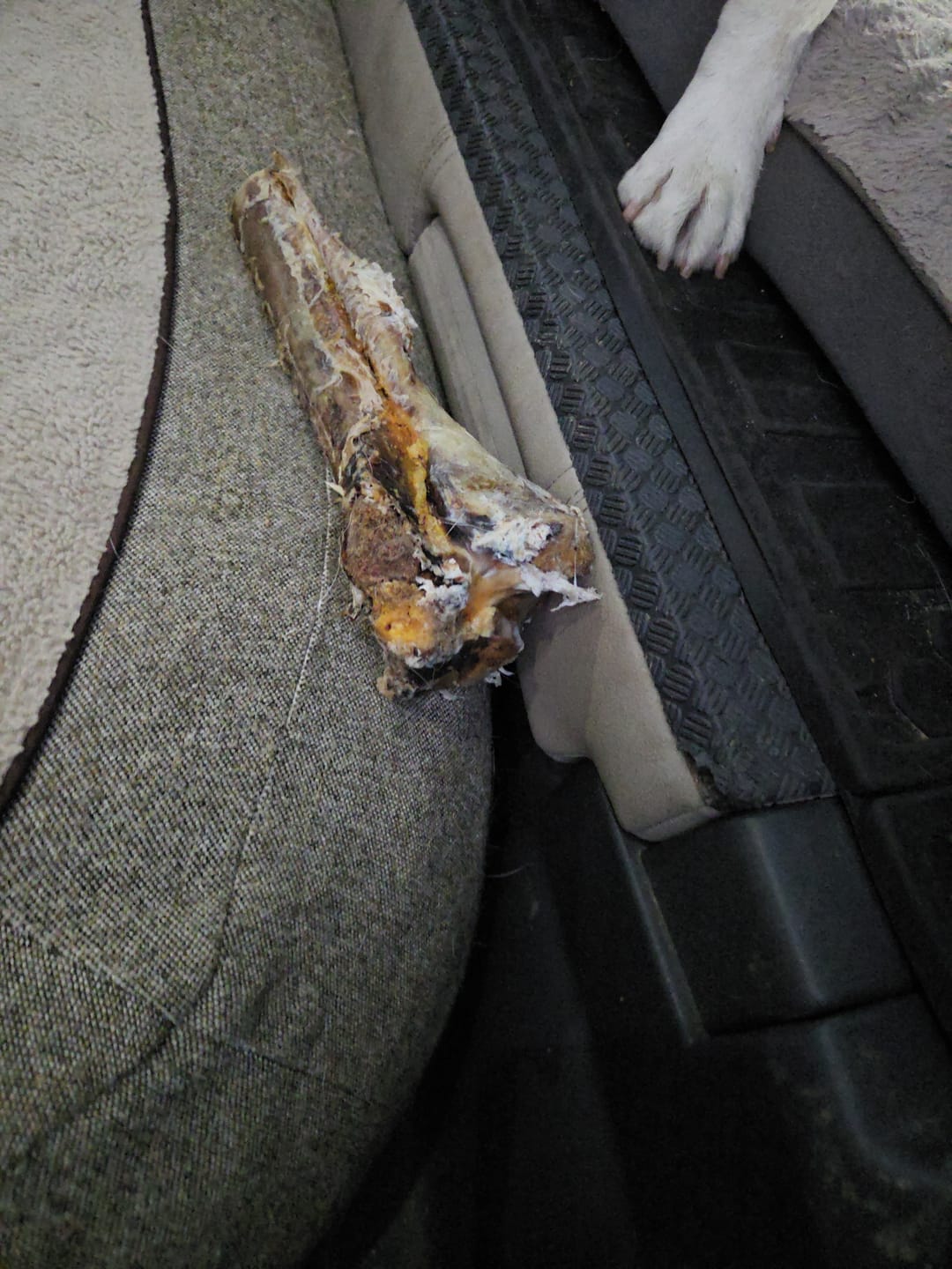 Customer photo review of Large Ostrich Cane (11.5" x 5"): The Ultimate Long-Lasting Chew for Medium, Large & XL Dogs