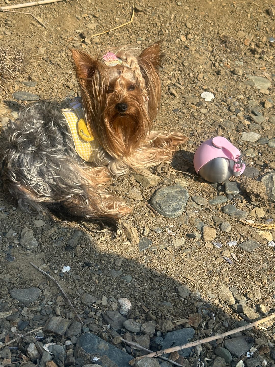 Customer photo review of PETIVYO HydroPaw™ | Paslanmaz Çelik Taşınabilir Köpek Su Matarası