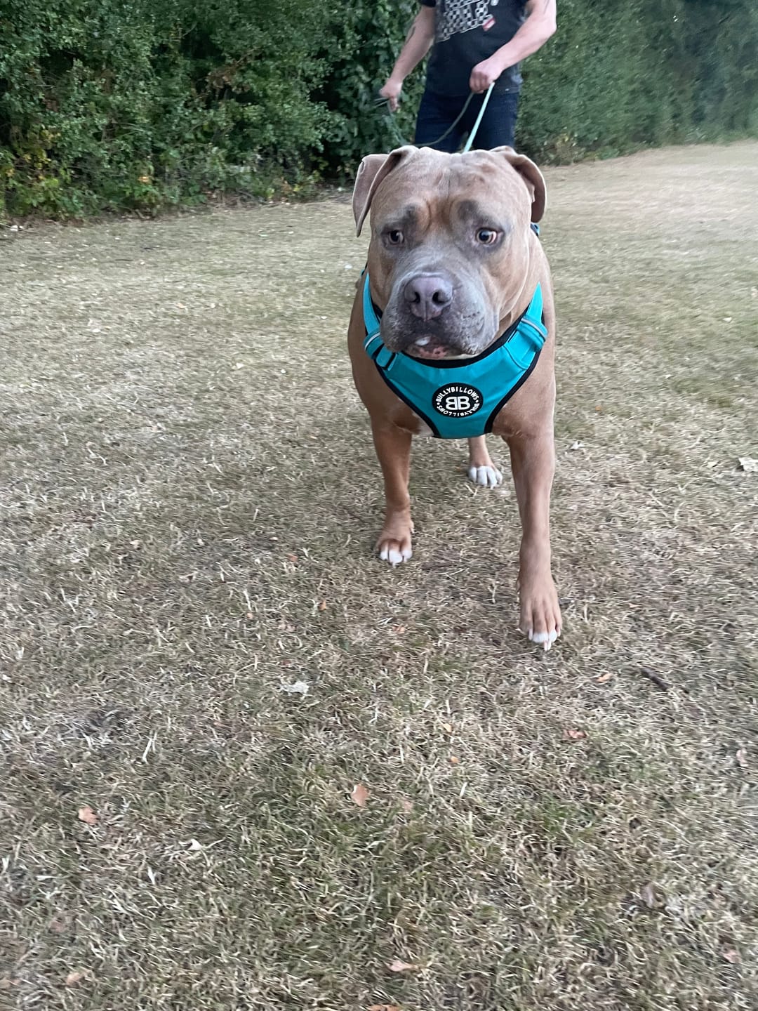 Customer photo review of Comfort Premium Harness | Non Restrictive - Light Blue
