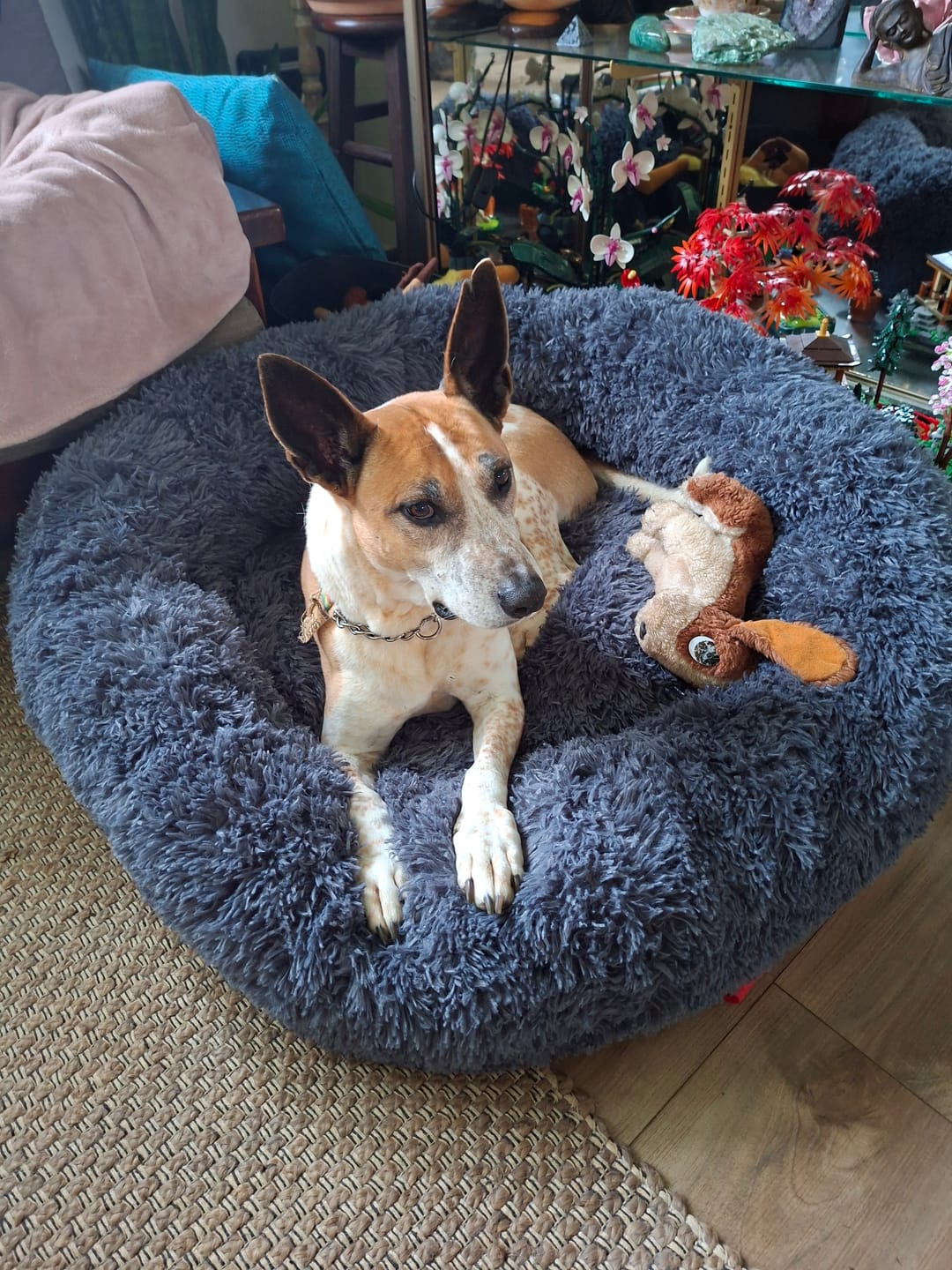 Customer photo review of Brooklyn® Deep Sleep Pet Bed
