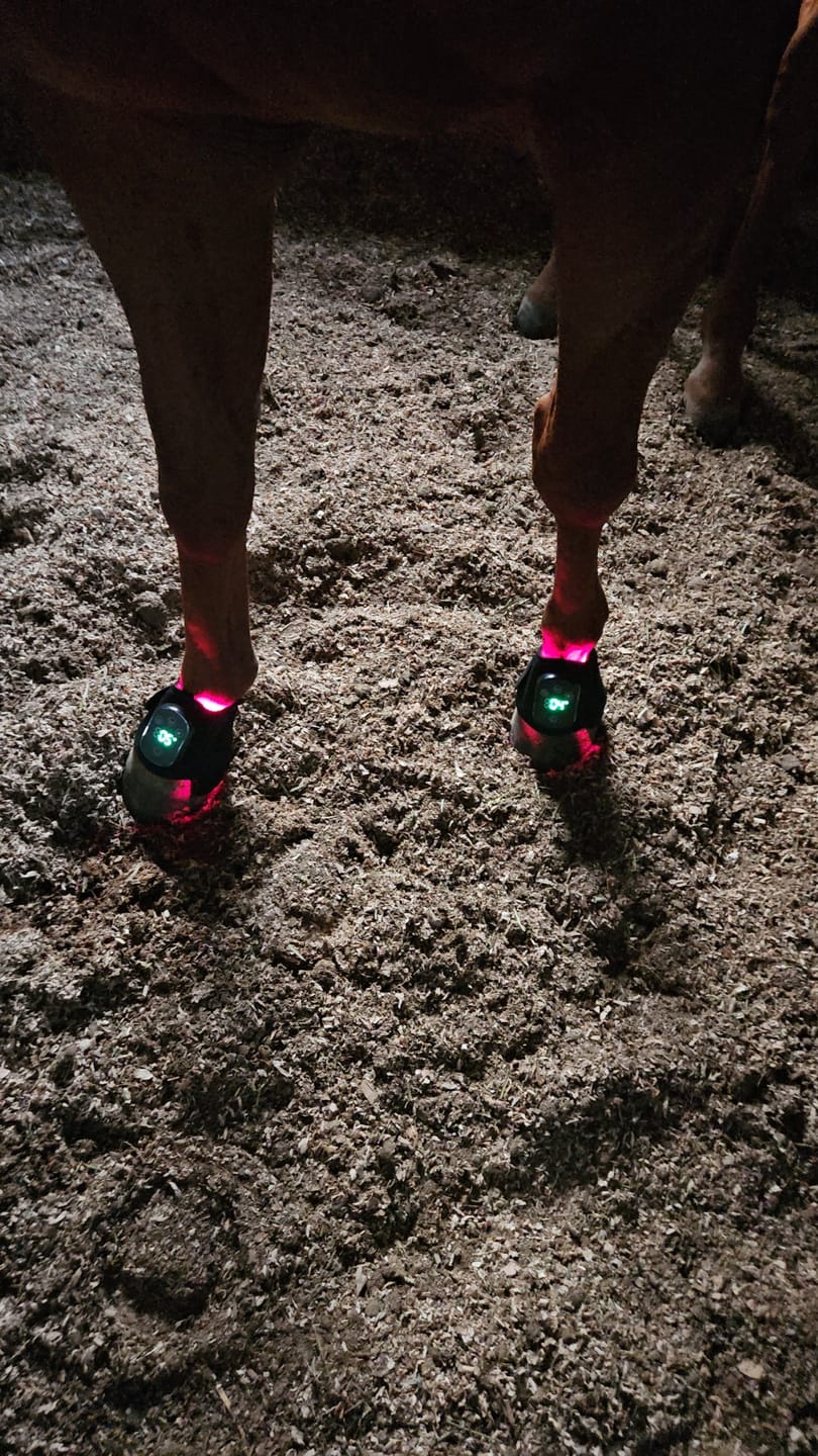 Customer photo review of HorseHalo™ HaloLegs Mini