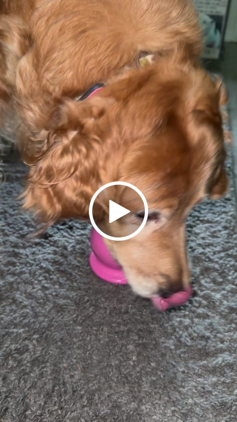 Customer video review of Freezball - Durable Fillable Dog Chew Bone