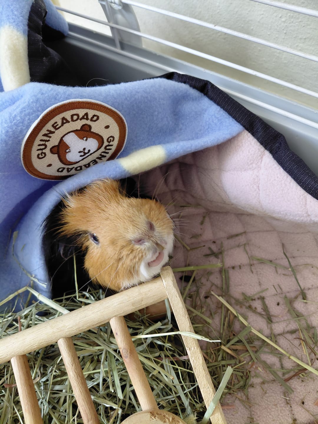 Customer photo review of GuineaDad Premium Liner For Small Animal Cages