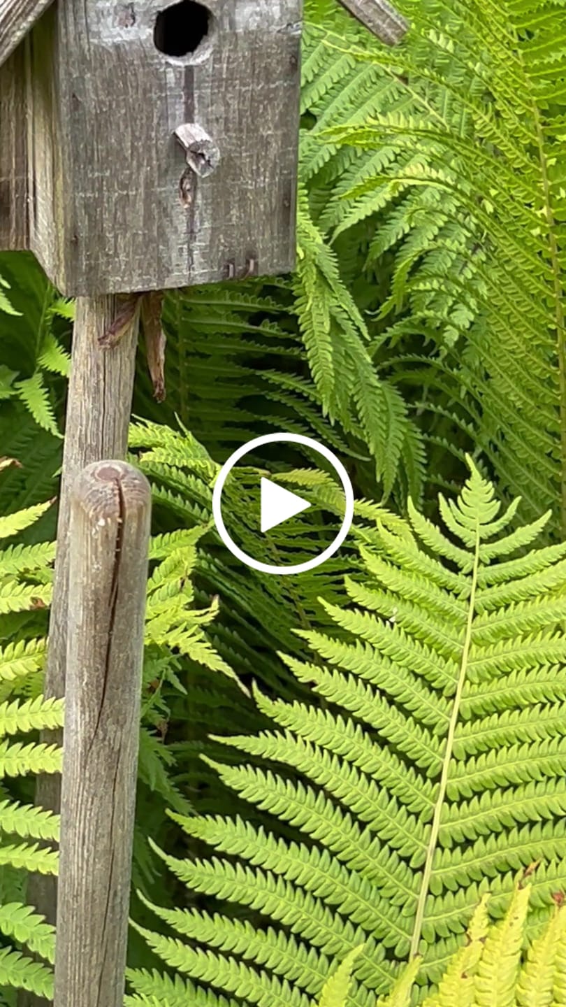 Customer video review of Lemur Kosedyr 30cm | Hansa Creation