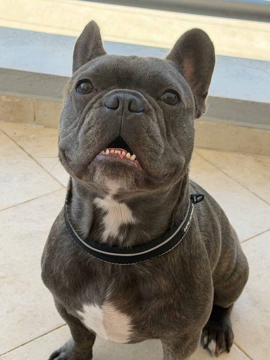 Customer photo review of Cushioned Martingale Collar - Black