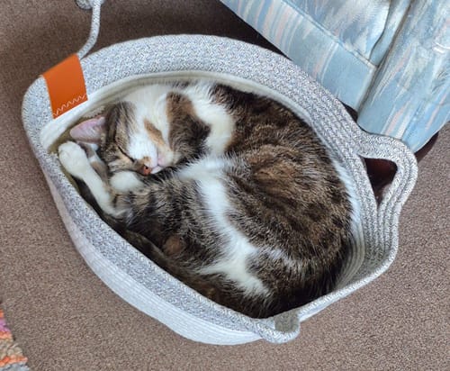 Customer's calico cat curled up napping inside the grey rope Instinct Basket on the floor.