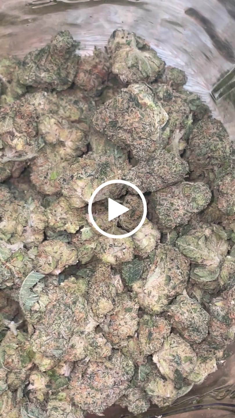 Customer video review of Biscotti THCA Flower (Budget)