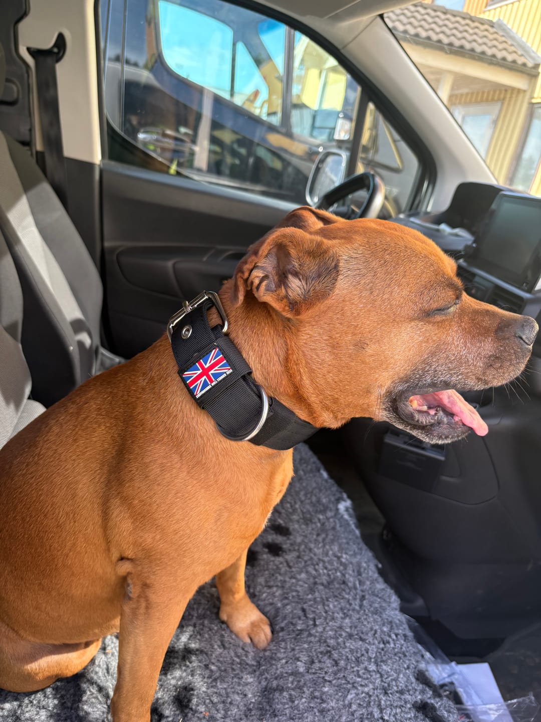 Customer photo review of Staffordshire Bull Terrier 1935® Nylon Collar - Black