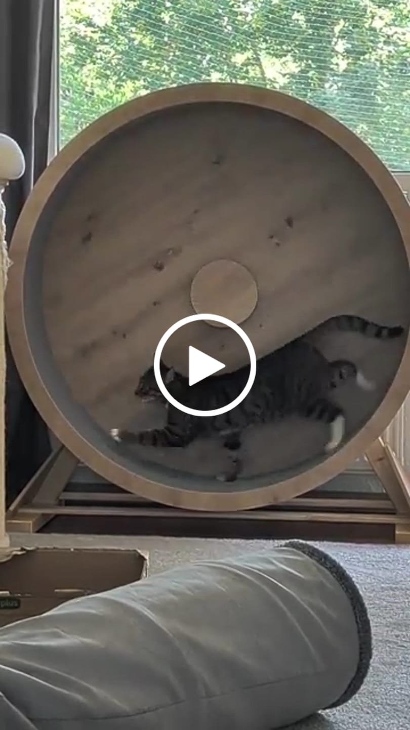 Customer video review of Elmato Katzenlaufrad Rocky Standmodell