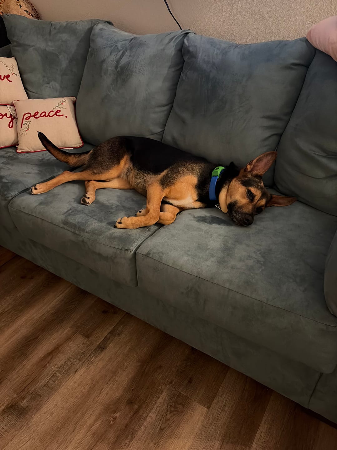 Customer photo review of FurLife™ 12 Months Flea and Tick Free